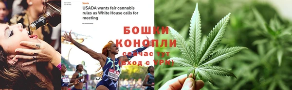 прущие грибы Новозыбков