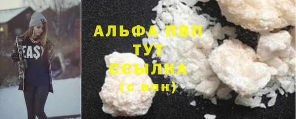 прущие грибы Новозыбков