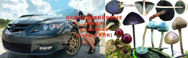 прущие грибы Новозыбков