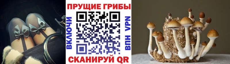 купить закладку  Новомичуринск  Галлюциногенные грибы Psilocybe 